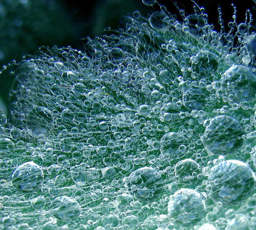 Bubble Magic. “Close-up of a wet leaf … taken with a Canon Powershot A610 :)” The photo is taken by Sophie.